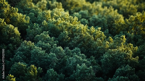 Fototapeta Naklejka Na Ścianę i Meble -  Lush green forest canopy bathed in golden sunlight, a serene natural landscape.