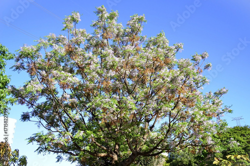 Tree full of Cinamomo (Melia azedarach) flowers and fruits on a sunny afternoon