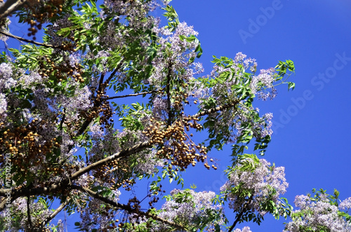 Tree full of Cinamomo (Melia azedarach) flowers and fruits on a sunny afternoon