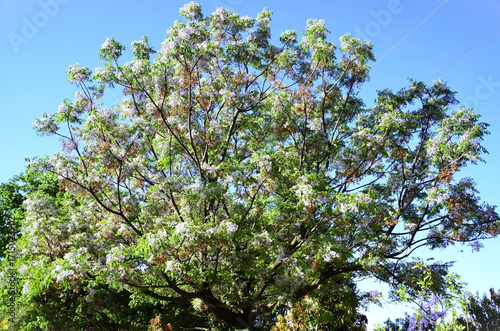 Tree full of Cinamomo (Melia azedarach) flowers and fruits on a sunny afternoon