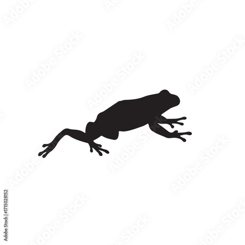 gecko on white background