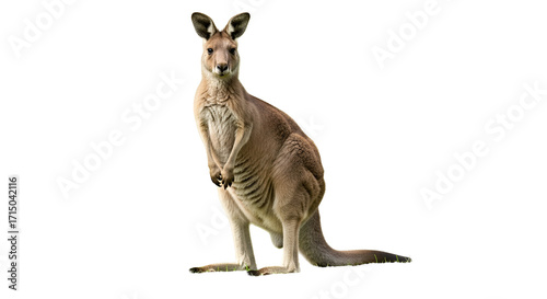 kangaroo isolated on white background
