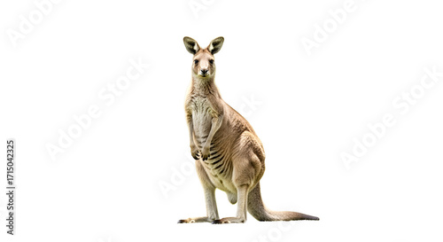 giraffe on white background