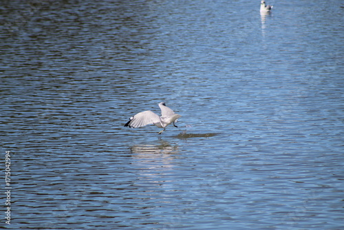 Two Swans on Rippled Water Surface