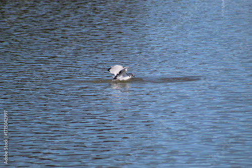 Tranquil Water Reflections: A Serene Scene