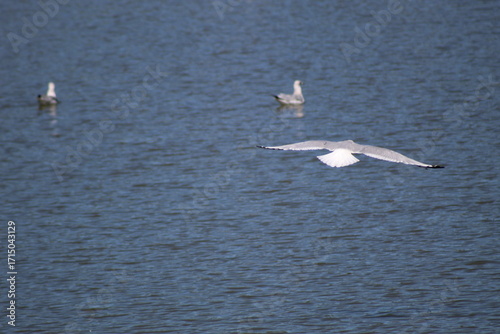 Seagulls in Calm Waters