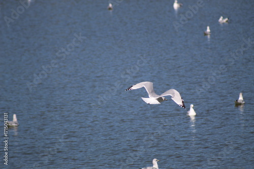 Seagulls in Flight Over Dark Water