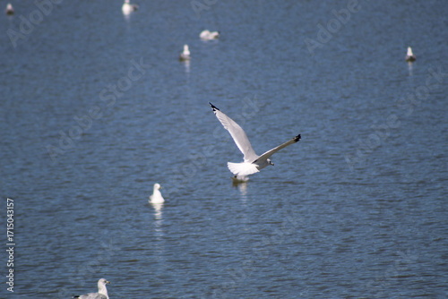 Seagull in Flight over Water