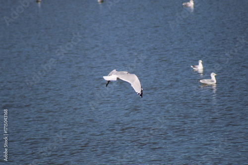 Seabirds in Flight Over Dark Water