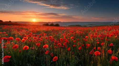 Vibrant red poppies blanket a lush field as the sun rises, casting a warm golden light across the landscape and creating a serene, beautiful atmosphere.