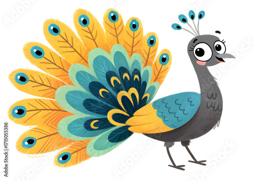 Peacock on white background