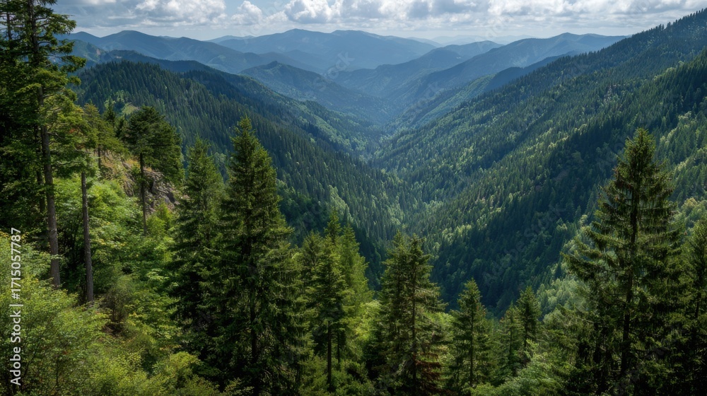 Fototapeta premium Expansive view of a mountainous valley filled with dense green forests and gently rolling hills. Bright clouds float above as sunlight filters through the trees in the afternoon.