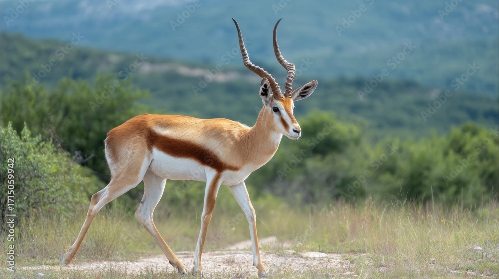 Naklejka premium A springbok strides gracefully across a grassy field, showcasing its distinct coat pattern and long, curved horns. Lush green vegetation surrounds the vibrant animal under a clear sky.