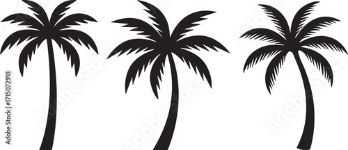 Palm tree silhouette
