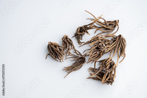 Close up of Ranunculus Tuberous Roots on Light Background