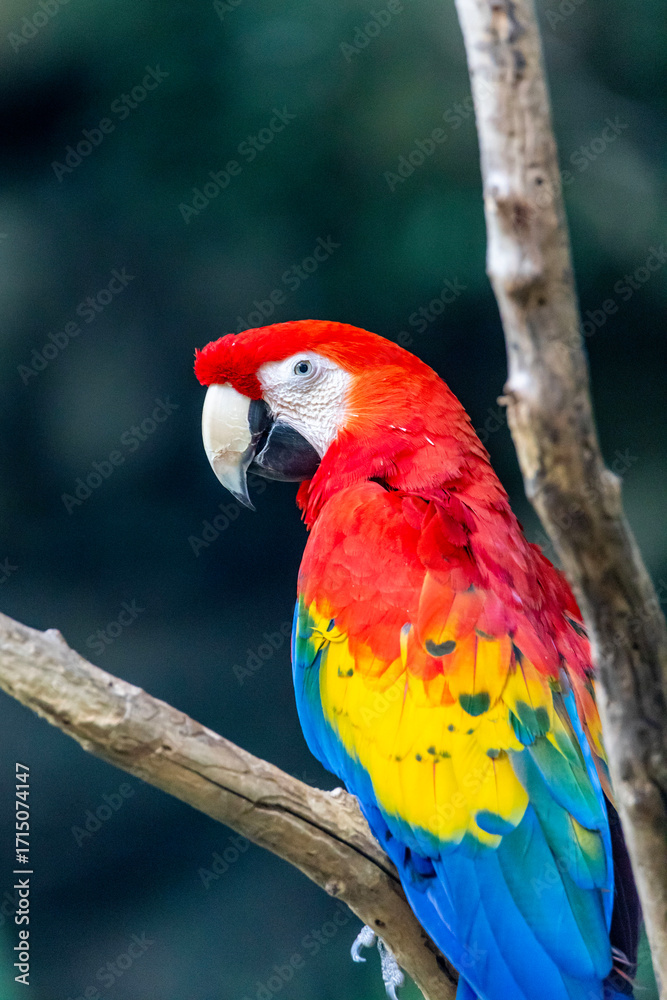 Fototapeta premium scarlet macaw parrot, Fort Worth, Texas, USA