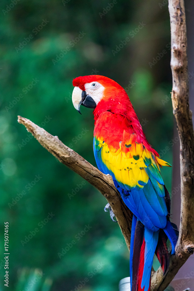 Obraz premium scarlet macaw parrot, Fort Worth, Texas, USA