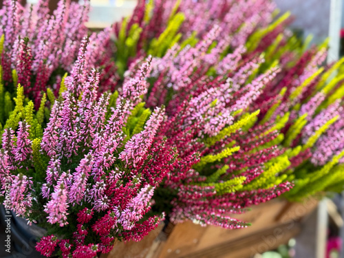 Tricolor Calluna Vulgaris flowers in pink, purple and green color close up, floral wallpaper background with mixed common heather