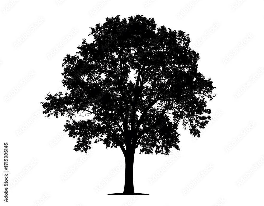 Fototapeta premium A strong, full silhouette of a broadleaf tree stands prominently against a plain white background.