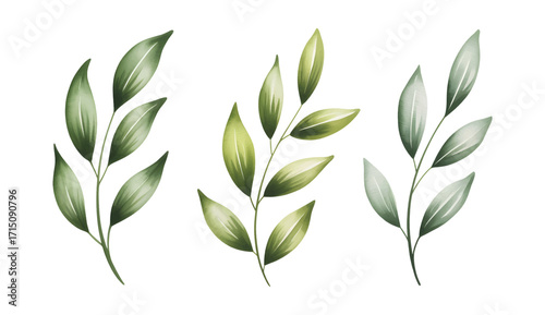 Botanical greenery stems isolated on white background. Watercolor eucalyptus leaf.