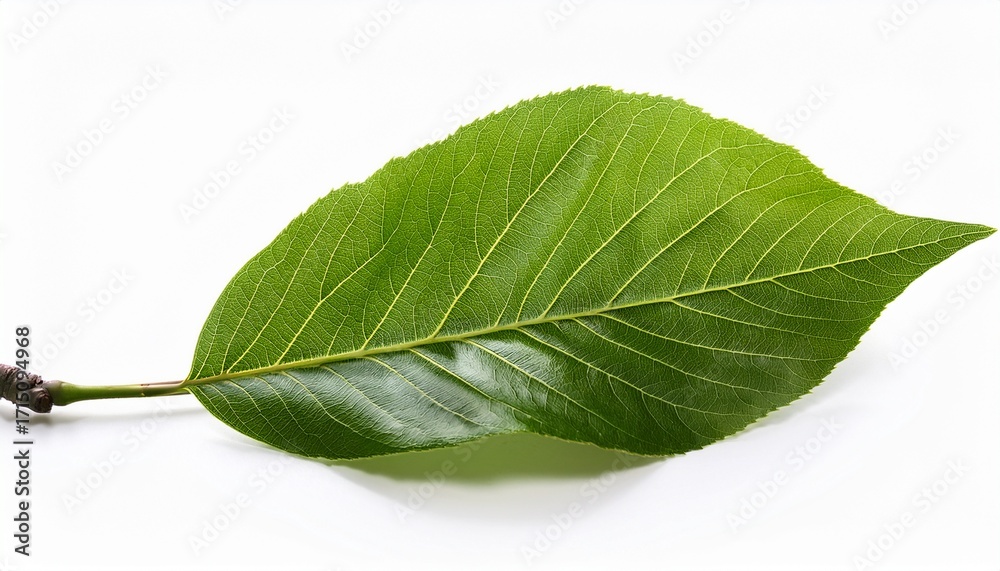 Obraz premium Fresh Tree Branch Isolated On White Background