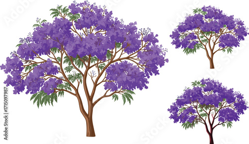 Jacaranda tree illustration, purple blossom artwork, vibrant floral design, blooming nature background, decorative landscape tree, artistic spring season drawing, colorful garden scene