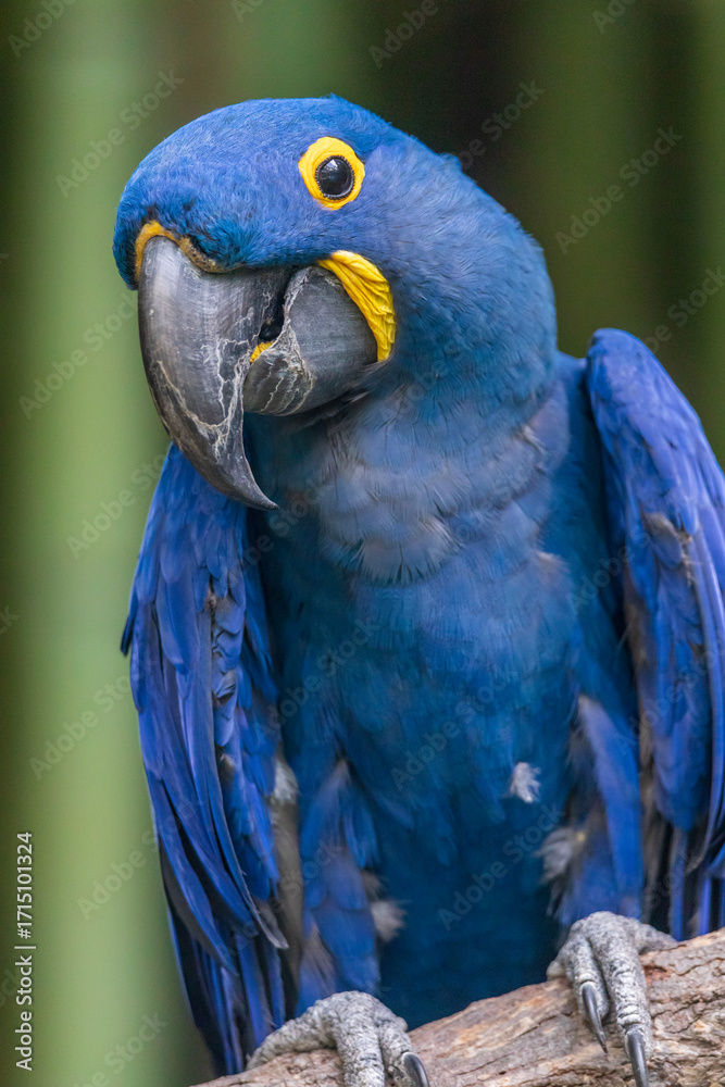 Obraz premium The hyacinth macaw, or hyacinthine macaw, is a parrot native to central and eastern South America. With a length of about one meter it is longer than any other species of parrot.