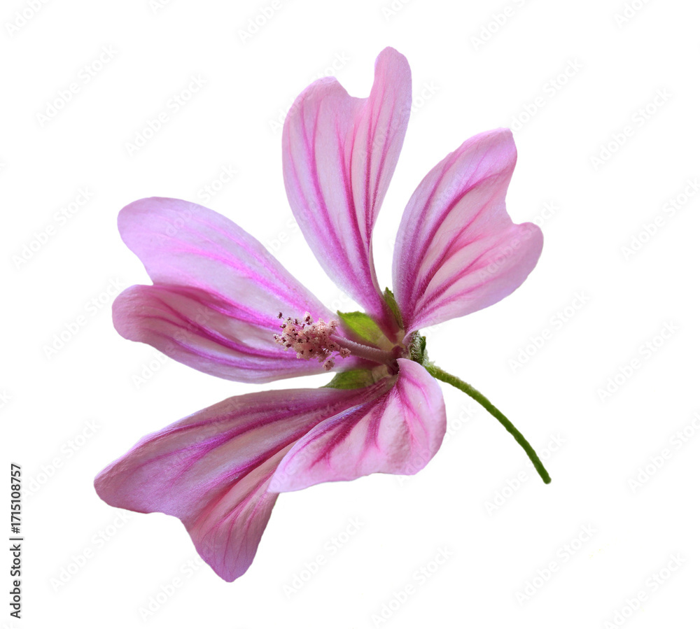 Fototapeta premium Common Mallow flower isolated on white. - malva sylvestris. Medicinal plant. Selective shallow focus (on stamen) for artistic effect.