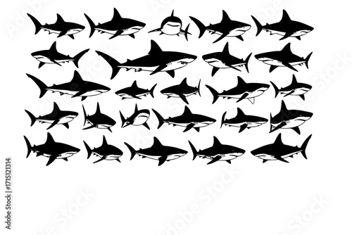 cute Shark vector set graphic clipart design featuring various shark species and dynamic poses. Ideal for ocean, marine life, wildlife projects, sports logos, and educational materials.