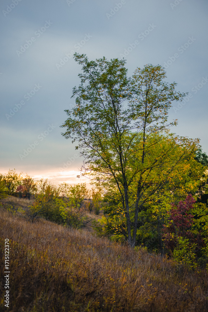 Fototapeta premium A late afternoon hillside landscape with patches of green, yellow, and red foliage, with a prominent tree in the foreground and a soft sunset glow on the horizon.