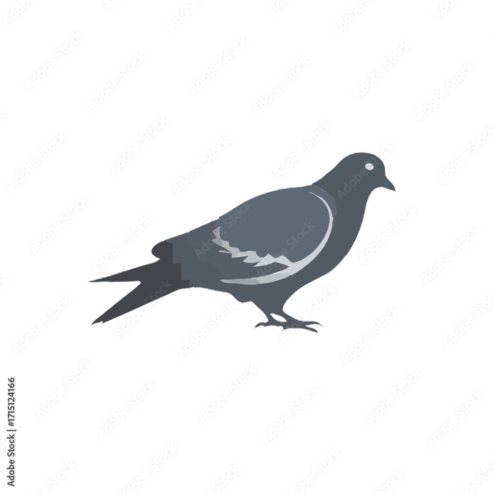 Obraz premium pigeon on a white background