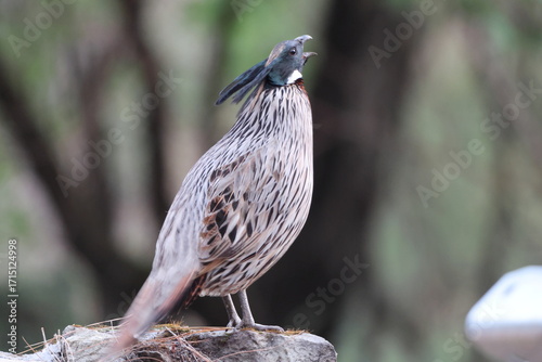Photography The koklass pheasant (Pucrasia macrolopha macrolopha) is a species of gamebird