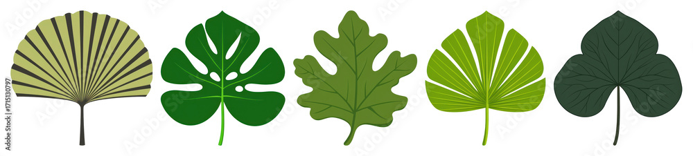 Fototapeta premium PNG Diverse green leaf illustrations, element set on transparent background