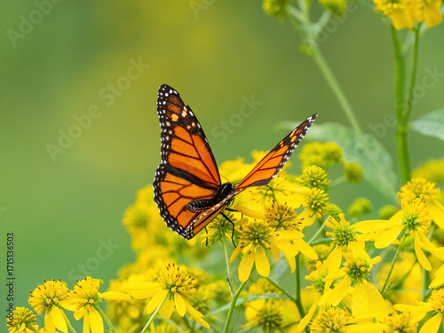 Monarch butterfly (*Danaus plexippus*)  rests and flutters among vibrant yellow wildflowers in a lush meadow