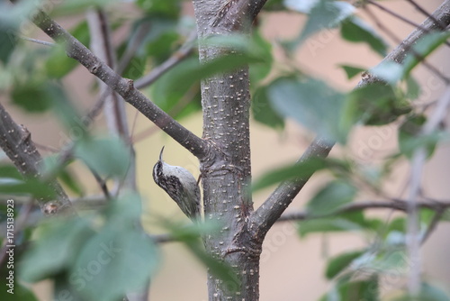 Photography The bar-tailed treecreeper (Certhia himalayana), or the Himalayan treecreeper, is a species of bird in the family Certhiidae