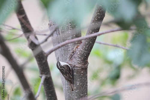 Canvas Print The bar-tailed treecreeper (Certhia himalayana), or the Himalayan treecreeper, is a species of bird in the family Certhiidae