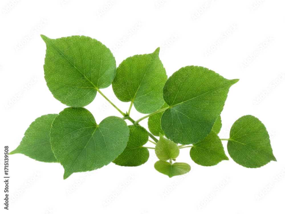 Fototapeta premium Close-up of a cluster of vibrant green leaves (1)