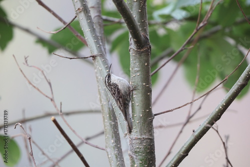 Photography The bar-tailed treecreeper (Certhia himalayana), or the Himalayan treecreeper, is a species of bird in the family Certhiidae