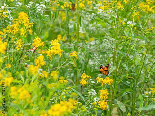 Monarch butterflies (*Danaus plexippus*)  rest and flutter among vibrant yellow wildflowers in a lush meadow