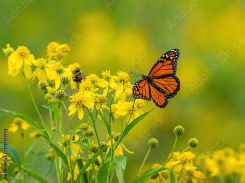 Monarch butterfly (*Danaus plexippus*)  rests and flutters among vibrant yellow wildflowers in a lush meadow