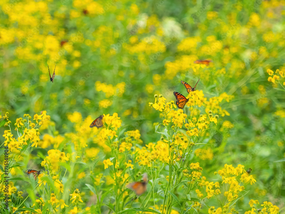 Obraz premium OLYMPUS DIGITAL CAMERAMonarch butterflies (*Danaus plexippus*) rest and flutter among vibrant yellow wildflowers in a lush meadow