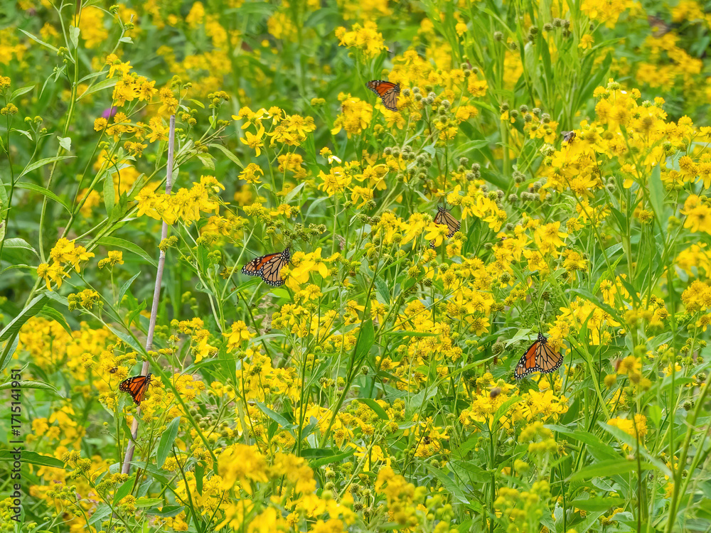 Fototapeta premium Monarch butterflies (*Danaus plexippus*) rest and flutter among vibrant yellow wildflowers in a lush meadow