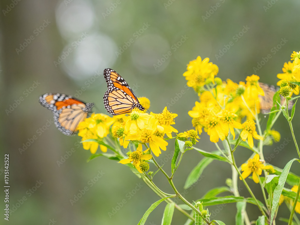 Fototapeta premium Monarch butterflies (*Danaus plexippus*) rest and flutter among vibrant yellow wildflowers in a lush meadow