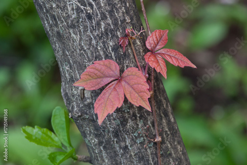 Leaves of three poison ivy vine growing up a tree in the forest on a sunny day in the spring