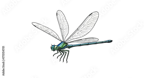Illustration of a Dragonfly with Detailed Wing Veins and a Metallic Green Body, Isolated on a Clean White Background