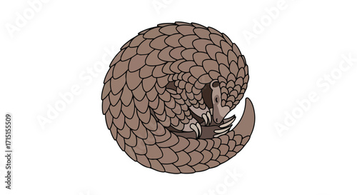 Isolated illustration depicting a curled up pangolin covered in scales against a plain white background showcase