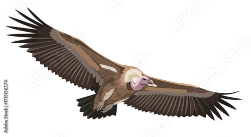 Griffon Vulture in Majestic Flight: Isolated Vector Illustration on White Background Depicting Wildlife and Avian Beauty