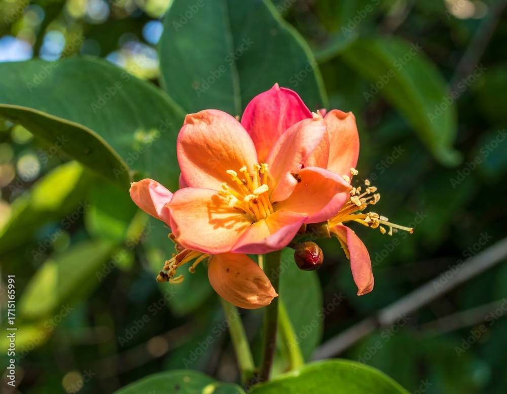Fototapeta premium Close-up of vibrant orange-pink flower