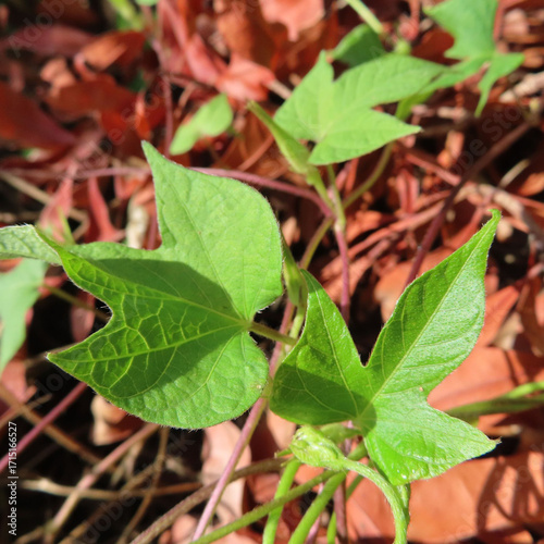 Wallpaper Mural 日本で夏にアサガオが白い花を咲かせています Torontodigital.ca