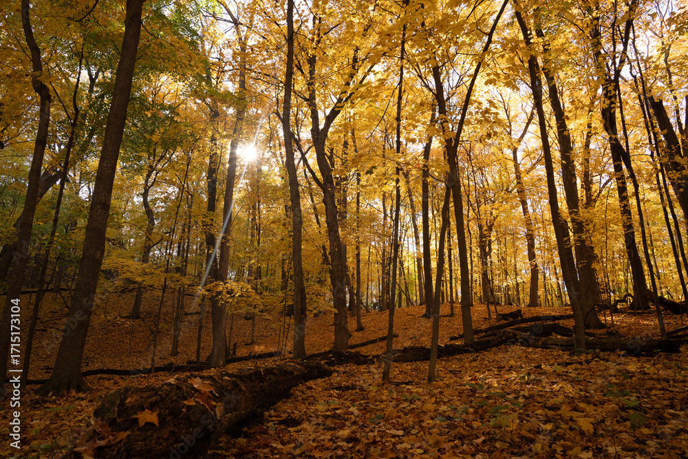 Fototapeta premium Forest during peak autumn color 